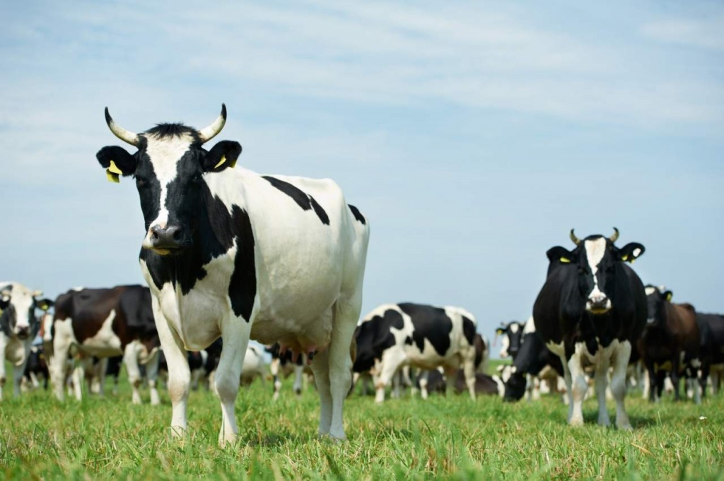 Zdrowie: Europosłowie chcą zakazać faszerowania hodowlanych zwierząt antybiotykami