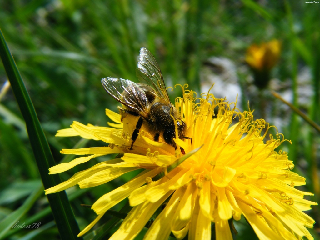 Edukacja: 8 sierpnia – Dzień Pszczół