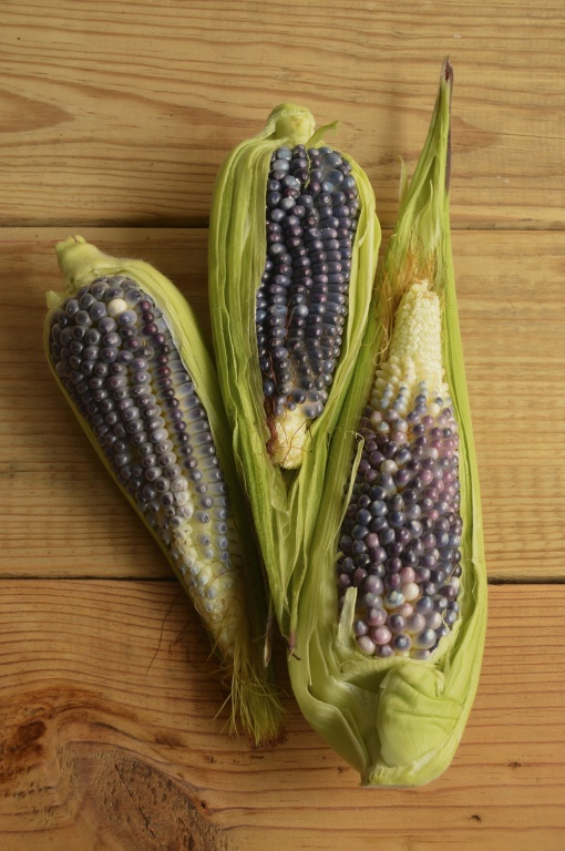 Prawda czy fałsz: Fioletowa kukurydza zdrowsza od tradycyjnej?