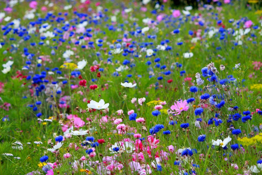 Elbląg: Posieją kolorową łąkę kwiatów