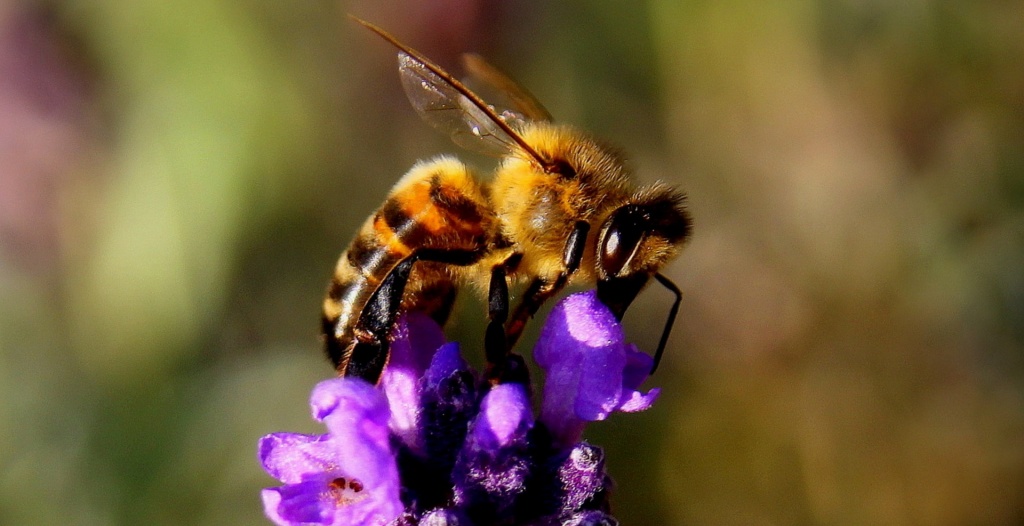 Olsztyn: Miasto przyjazne pszczołom