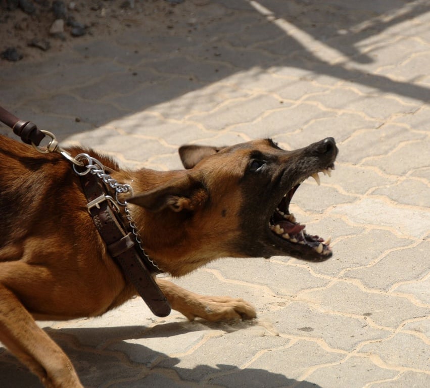 Społeczeństwo: Będą surowe kary za niedopilnowanie niebezpiecznych psów