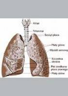 Co wiesz o chorobach płuc?