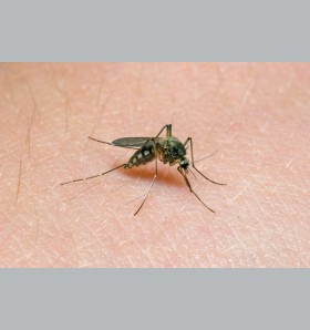 UWAGA: Woda i ciepło spowodowały plagę komarów, meszek i kleszczy