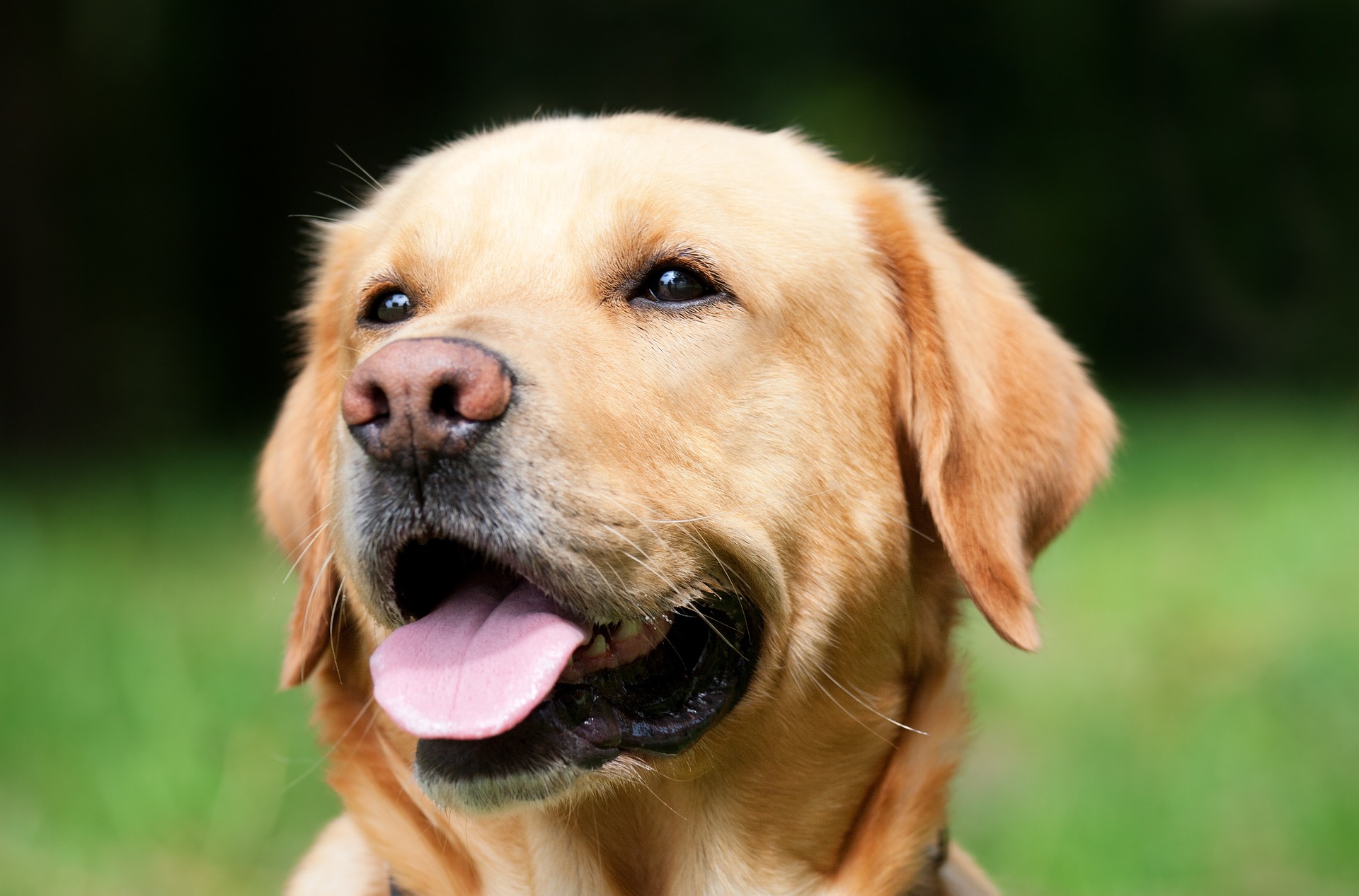 Psy potrafią wiarygodnie wywęszyć COVID-19