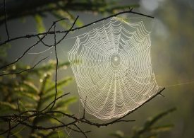 Leczenie arachnofobii poprzez wirtualne dotykanie pająka