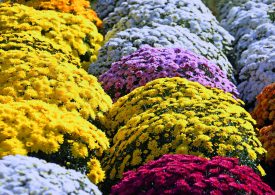 Ważne informacje dla sprzedawców kwiatów i zniczy