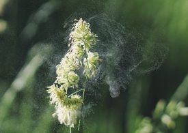 Prof. Czarnobilska: Jedna tabletka może już nie pomóc uczulonym na pyłki
