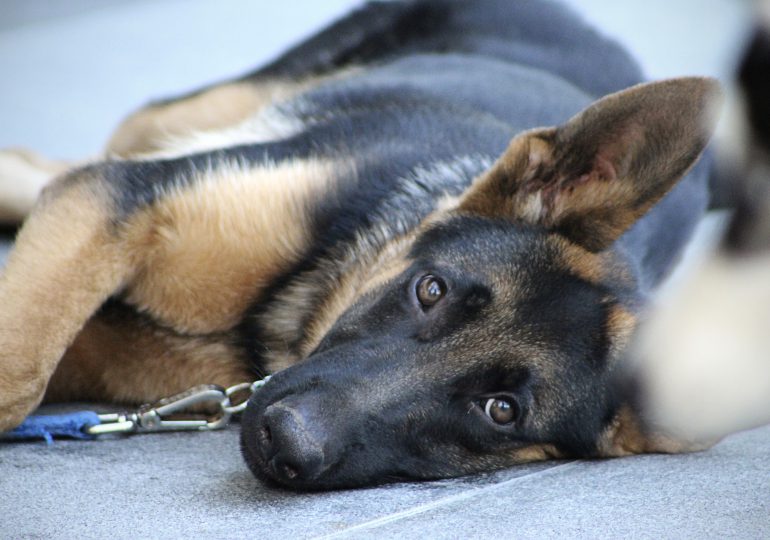 Niemcy: Weterynarze nauczyli psy wykrywać pacjentów z COVID-19