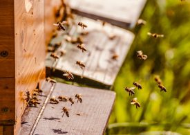 Światowy Dzień Pszczół. Pamiętajmy o pożytecznych owadach