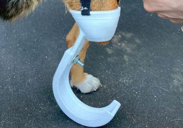 Wrocław: Student weterynarii drukuje w 3D protezy dla okaleczonych psów