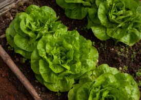 Warzywa z własnego ogródka najzdrowsze? Doktorant UPWr zbada gleby ogrodów działkowych