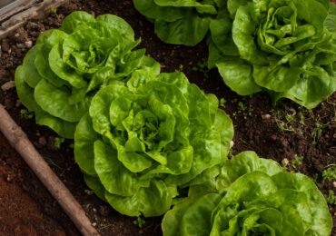 Warzywa z własnego ogródka najzdrowsze? Doktorant UPWr zbada gleby ogrodów działkowych