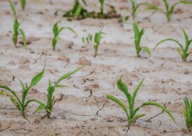 Hydrolog: W kwestii przeciwdziałania suszy nadal robimy za mało
