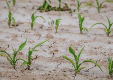 Hydrolog: W kwestii przeciwdziałania suszy nadal robimy za mało