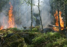 RCB ostrzega: Zagrożenie pożarowe w lasach