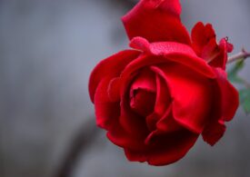 Sopot: akcja – Róża od Świętego Walentego
