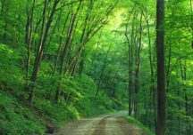 Badania potwierdzają pozytywny wpływ lasu i zieleni na zdrowie i samopoczucie ludzi