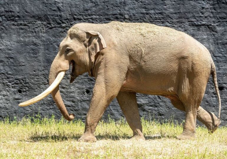 Trzeci słoń w Orientarium w Łodzi – i to bardzo wyjątkowy! Zmieni się też wybieg