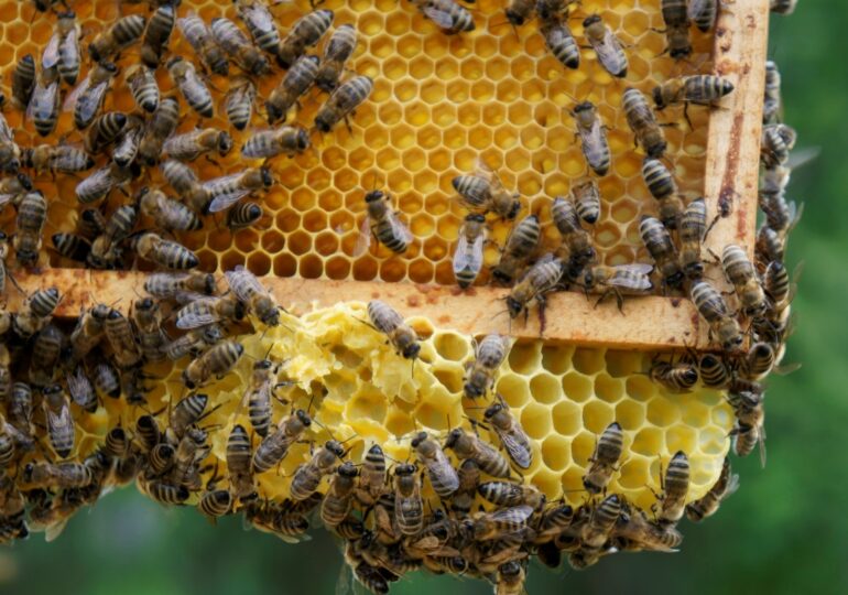 8 sierpnia - Wielki Dzień Pszczół. Sprawdź, jak samodzielnie dbać o populację zapylaczy