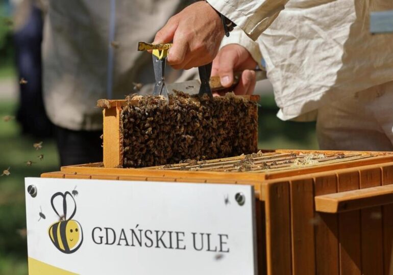 Gdańsk: Pszczoły miejskie dają radę! Zebrano ok. 250 litrów miodu