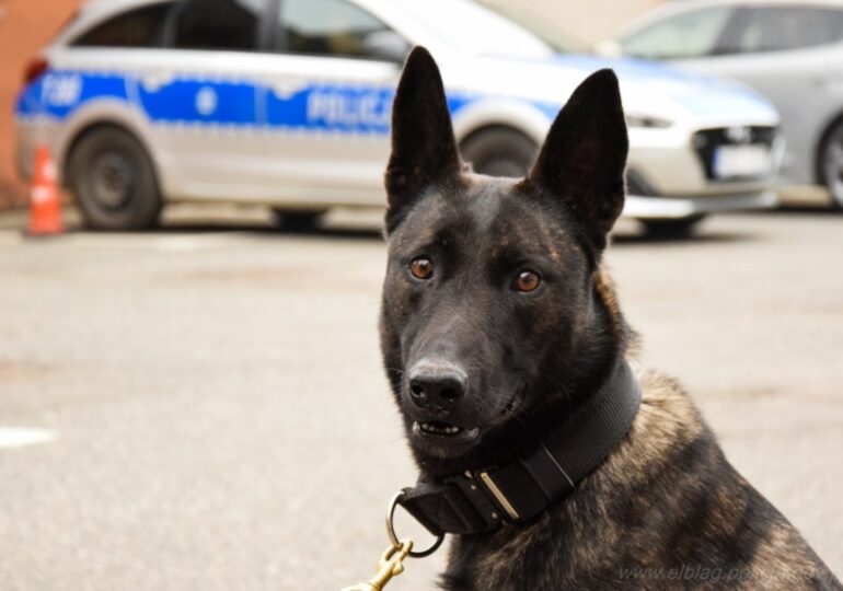 Rika – nowy pies w elbląskiej policji. Będzie wykrywał materiały wybuchowe
