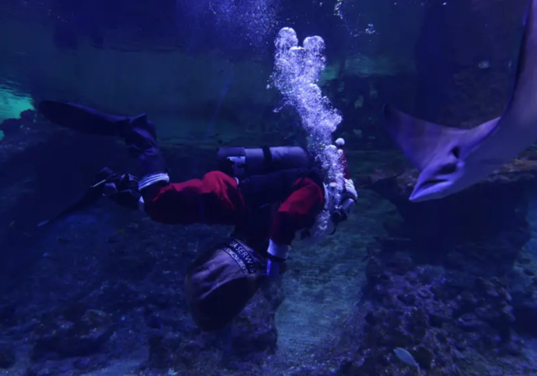 Wrocław: Święty Mikołaj zanurkował w wielkim akwarium i pływał z rybami