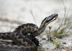 Przyrodnik: kiedy spotkamy węża na spacerze, pozwólmy mu uciec