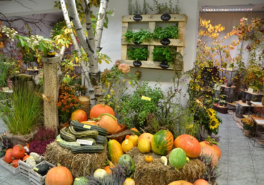 Łódź: Kochasz jesień? Atrakcje na otwarcie sezonu w Ogrodzie Botanicznym w Łodzi i Palmiarni